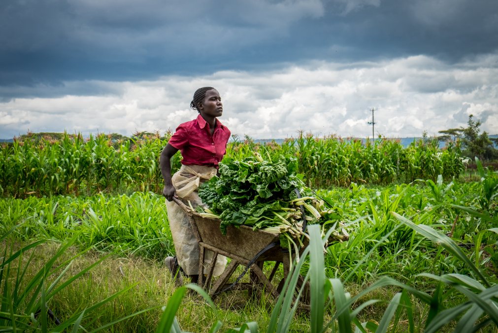 AgriFood Africa Connect