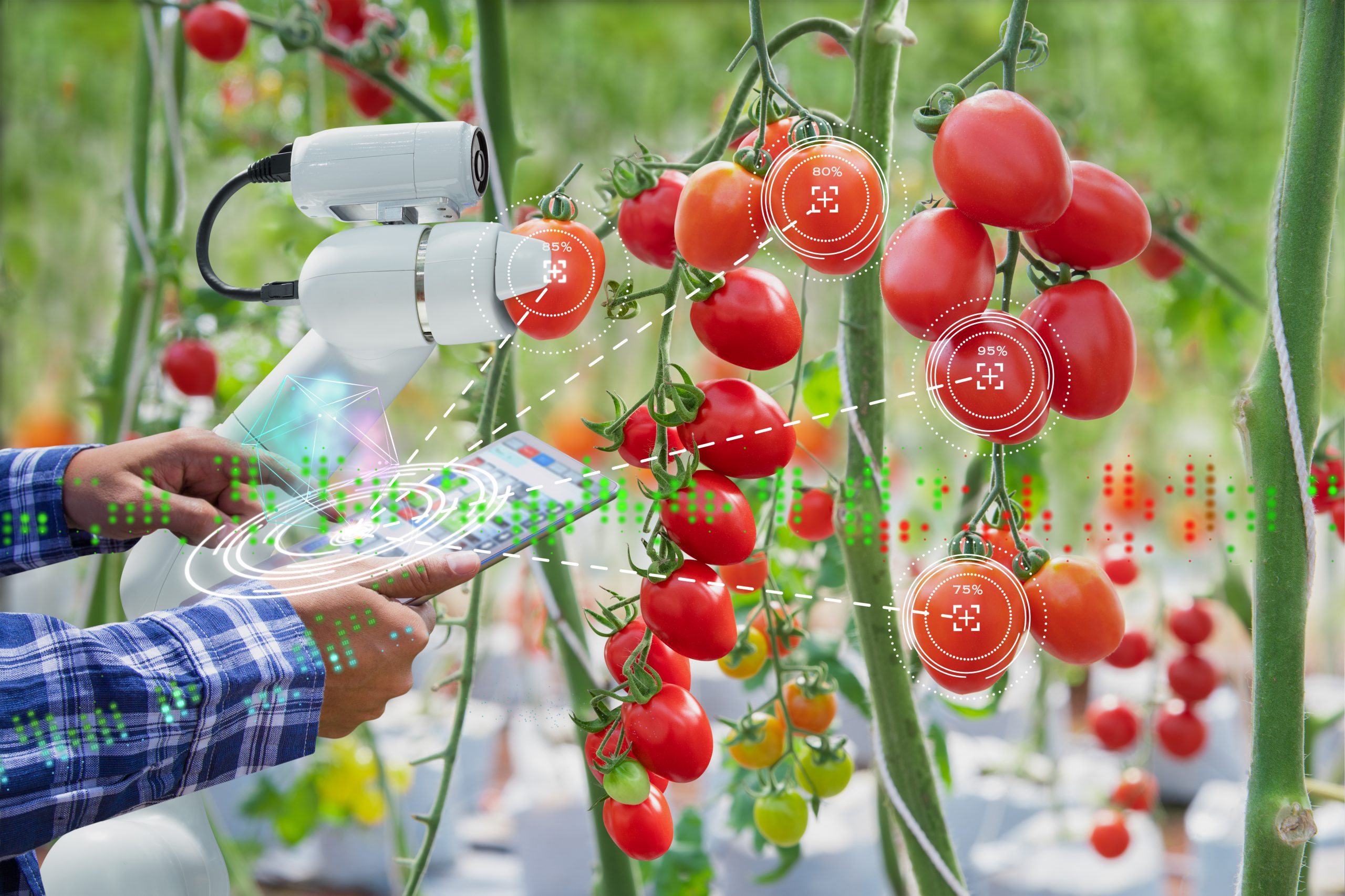 Farmer using digital tablet to control robot for harvesting tomatoes