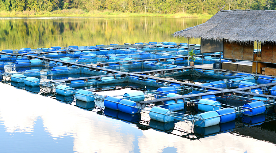 Fish farm in Africa