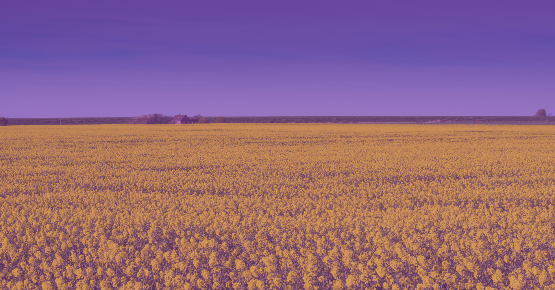 Field of oil seed rape