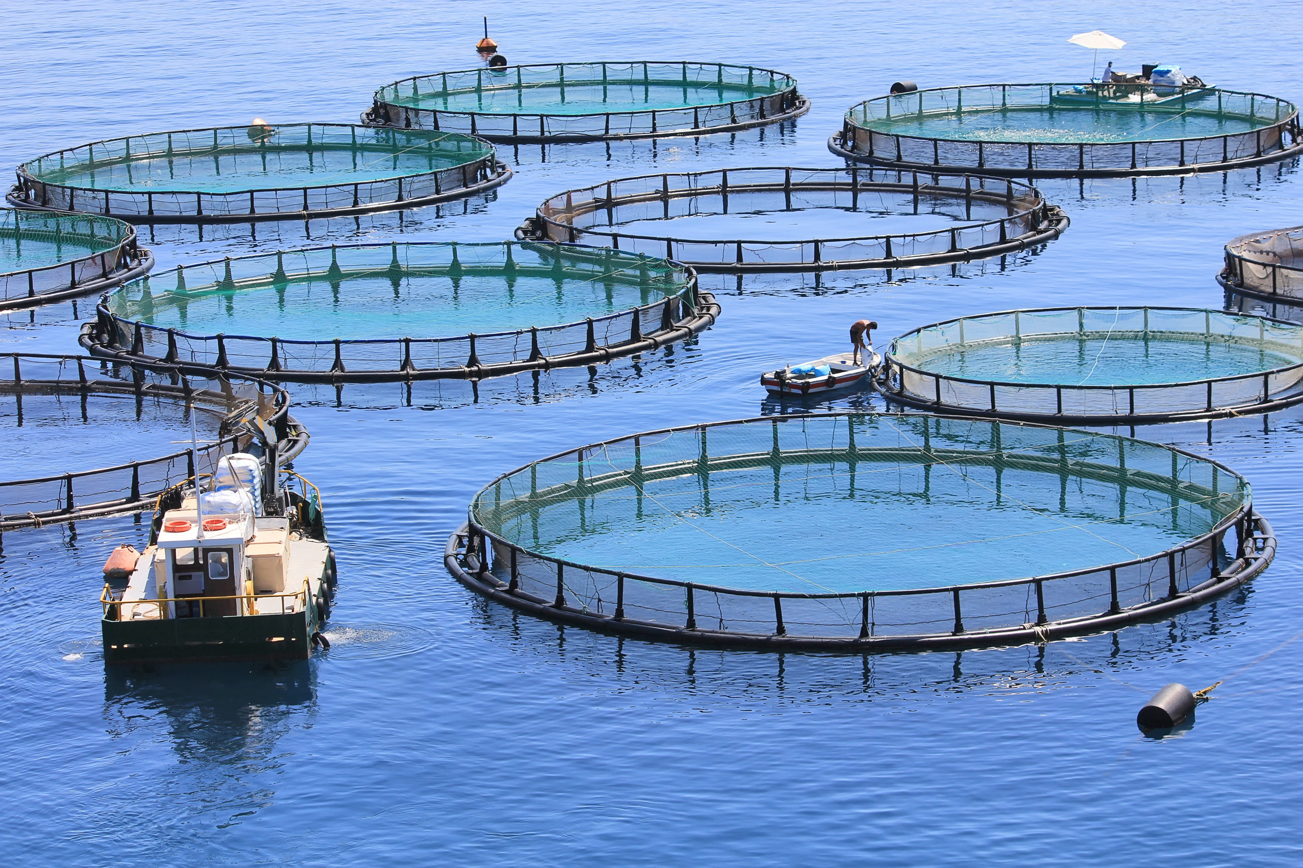 Aquaculture