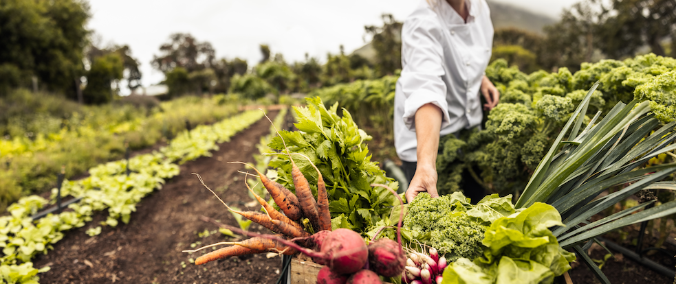 Transforming Food Production Challenge Net Zero Food Production Innovation - Farmer collecting vegetables from farm.