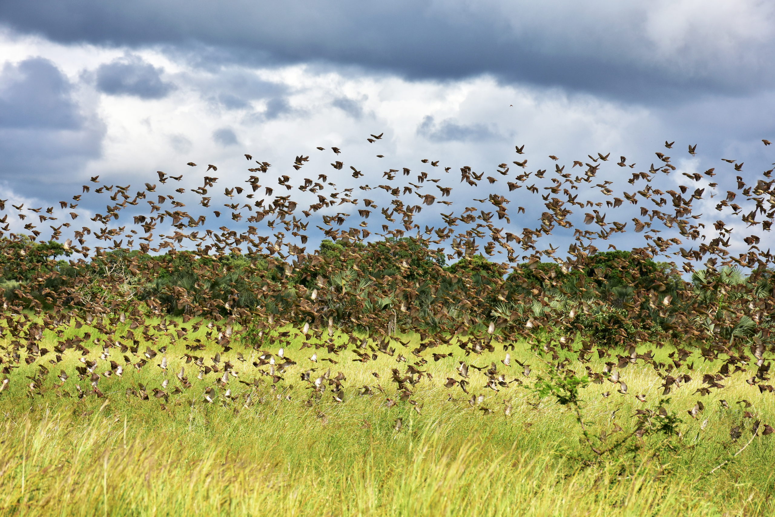 Innovative measures against Nigeria quelea bird infestation through Innovate UK’s Open Innovation Challenge